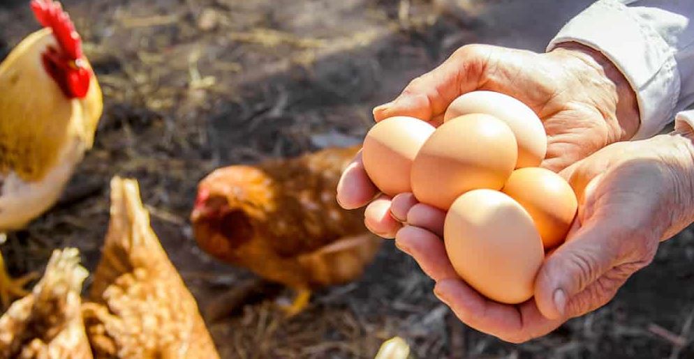 فروش مرغ تخمگذار گلپایگانی در تبریز - سپید طیور